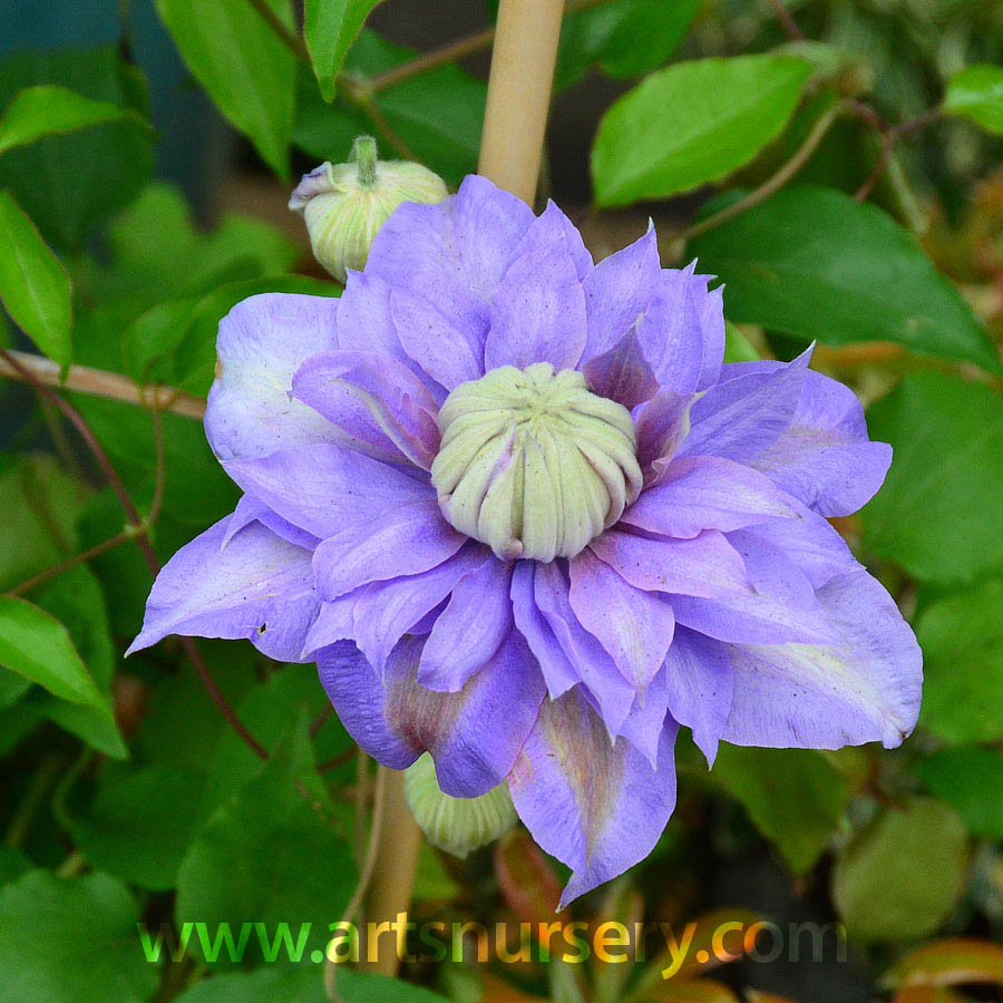 Clematis viticella 'Evipo039'