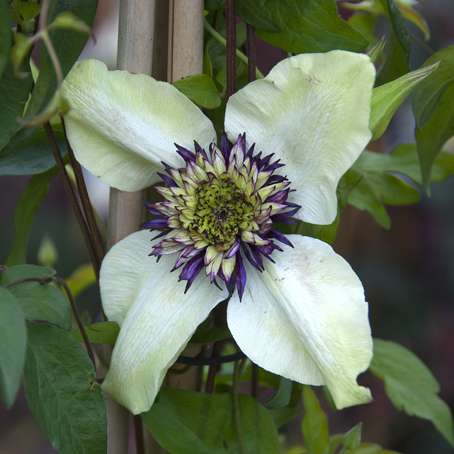 clematis_florida_sieboldii.jpg