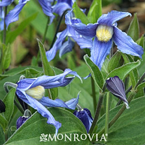 clematis_integrifolia_caerulea.jpg