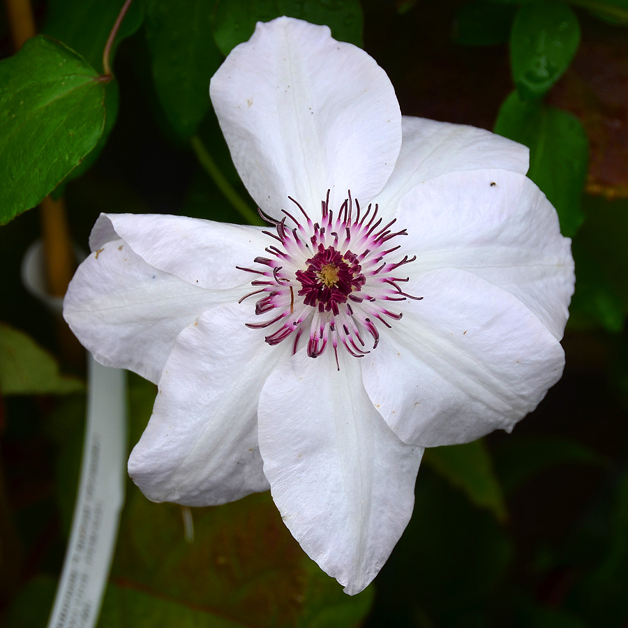 Clematis x 'Miss Bateman'