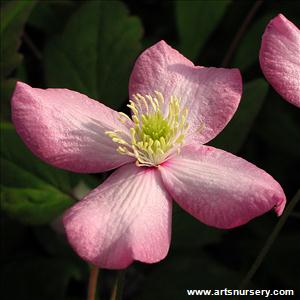 Clematis montana 'Freda'