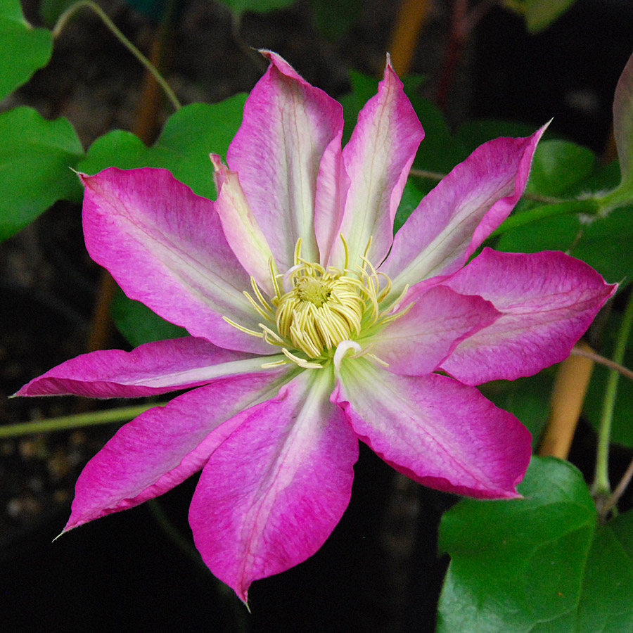 Clematis 'Piilu'