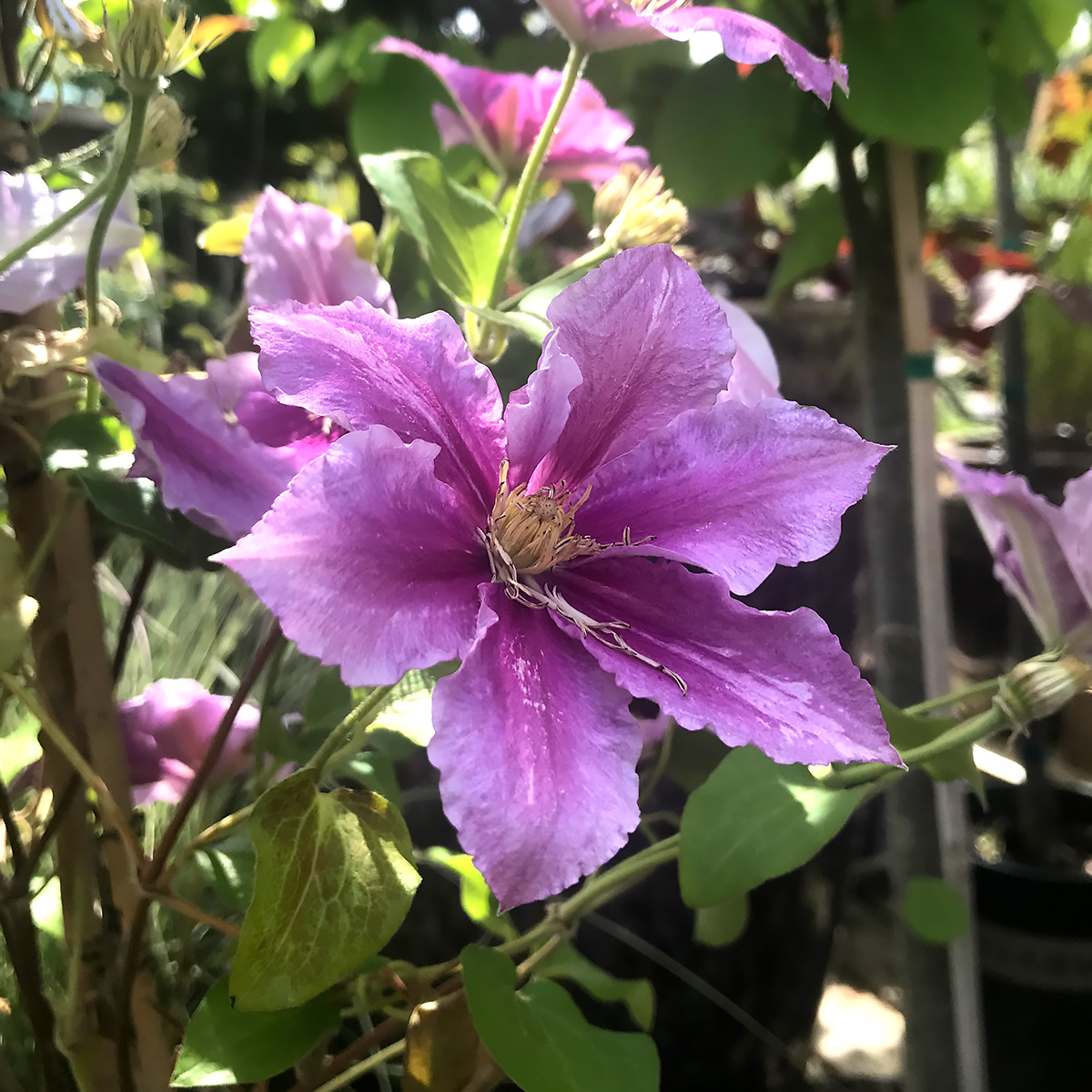 Clematis 'Piilu/Little Duckling'