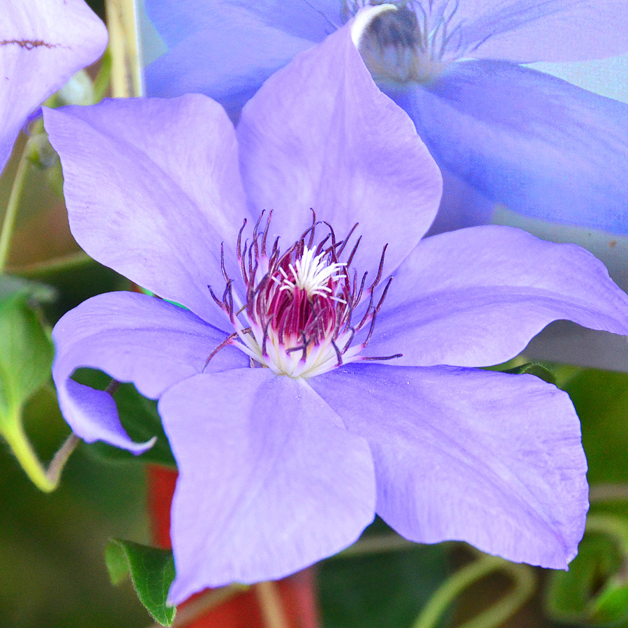 Clematis 'Ramona'