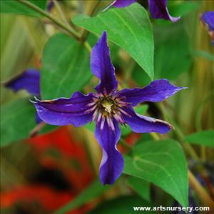 Clematis 'Sapphire Indigo'