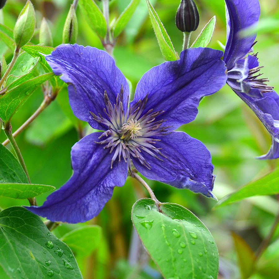 Clematis 'Sapphire Indigo'