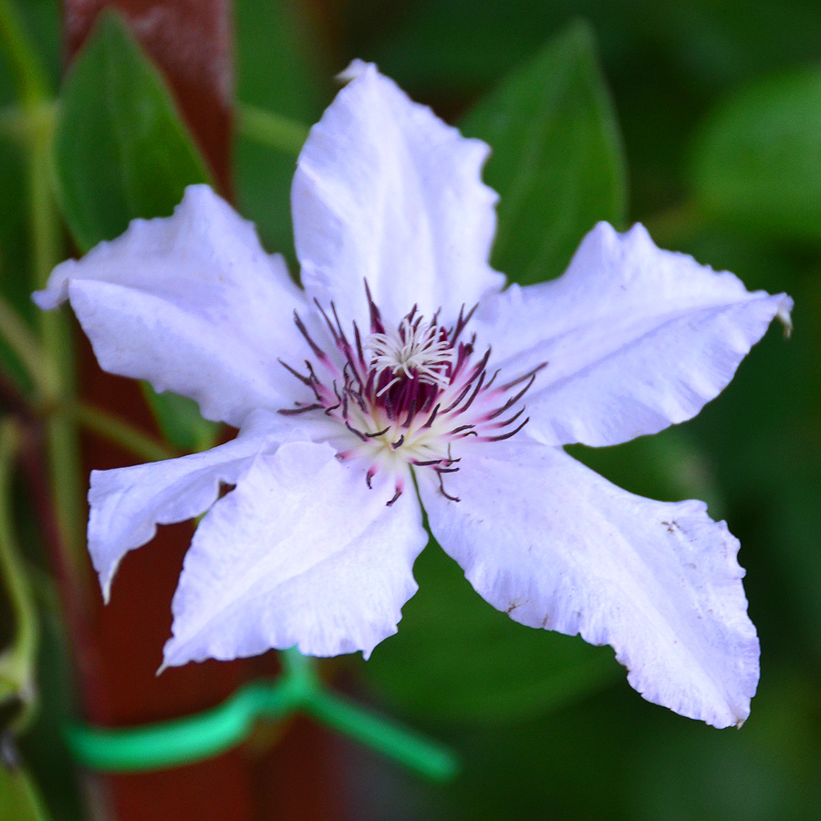 Clematis 'Snow Queen'