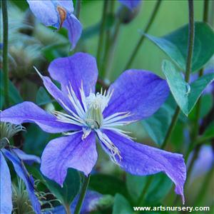 Clematis x 'Arabella'