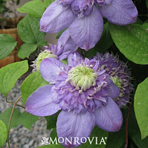 Clematis 'Blue Light'