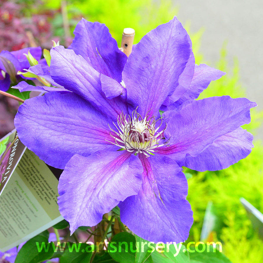 Clematis 'Danielle'