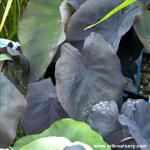 Colocasia SP. Black Magic