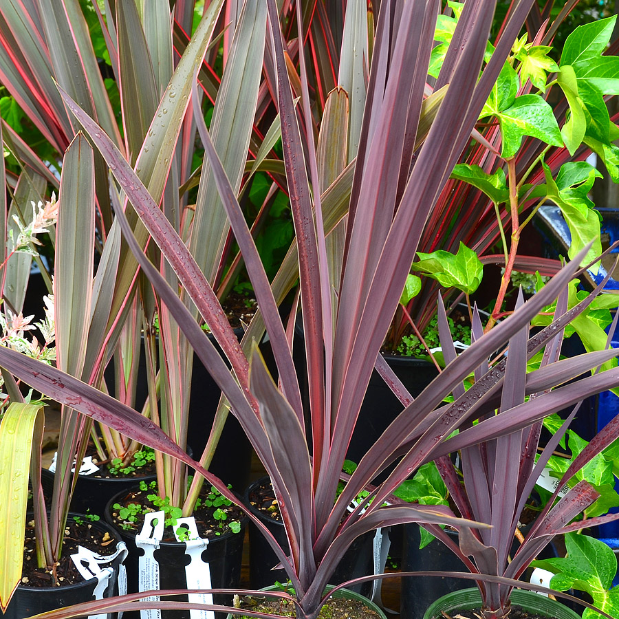 Cordyline Baueri, Bauers Dracaena Palm, Tropicals, Evergreen, Buy Cordyline &#39;Baue...