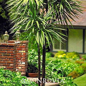 cordyline_indivisa.jpg