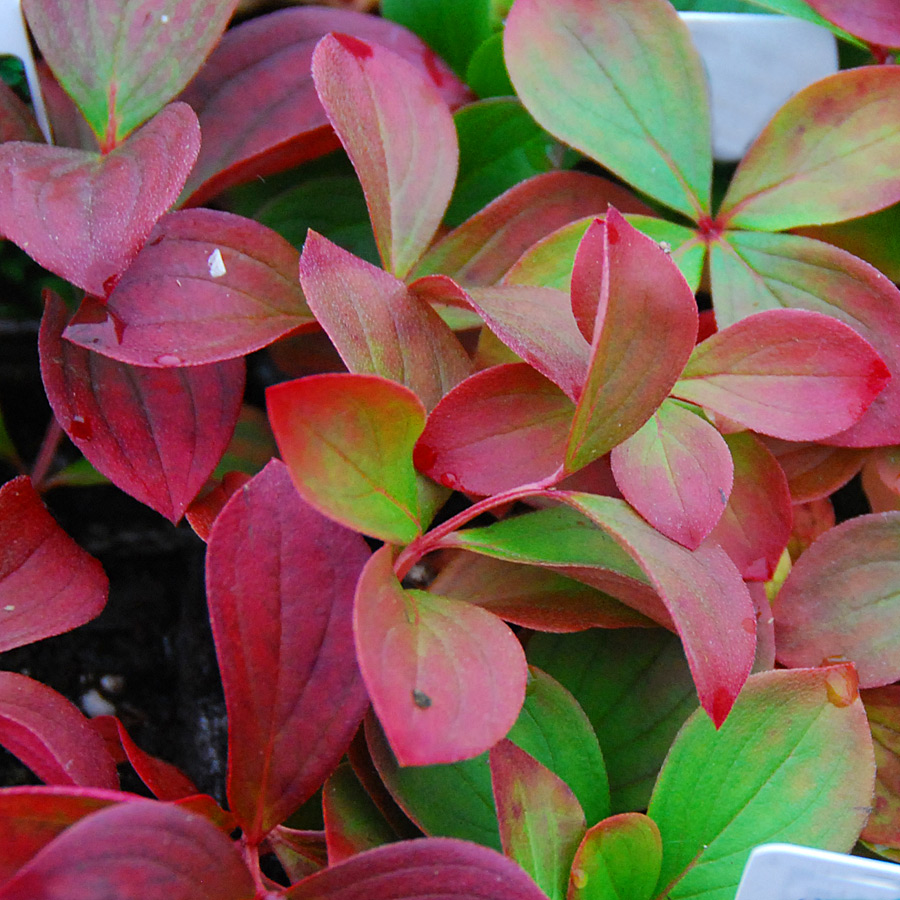 Cornus canadensis