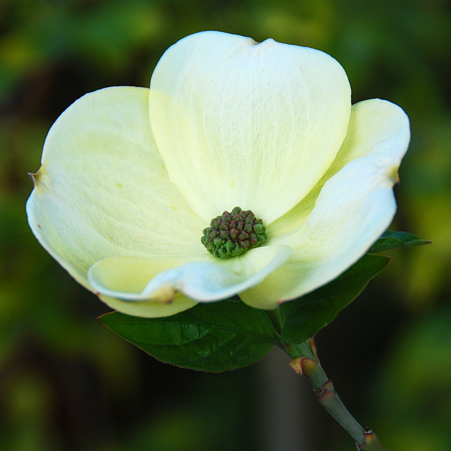 Cornus nuttallii 'Eddies White Wonder'