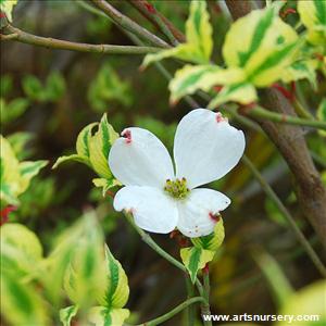 Cornus florida 'Cherokee Daybreak'