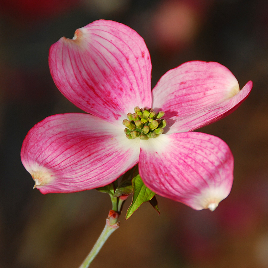 Cornus florida 'Cherokee Chief'  