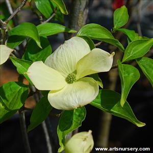 Cornus x Rutgersensis 'Celestial'