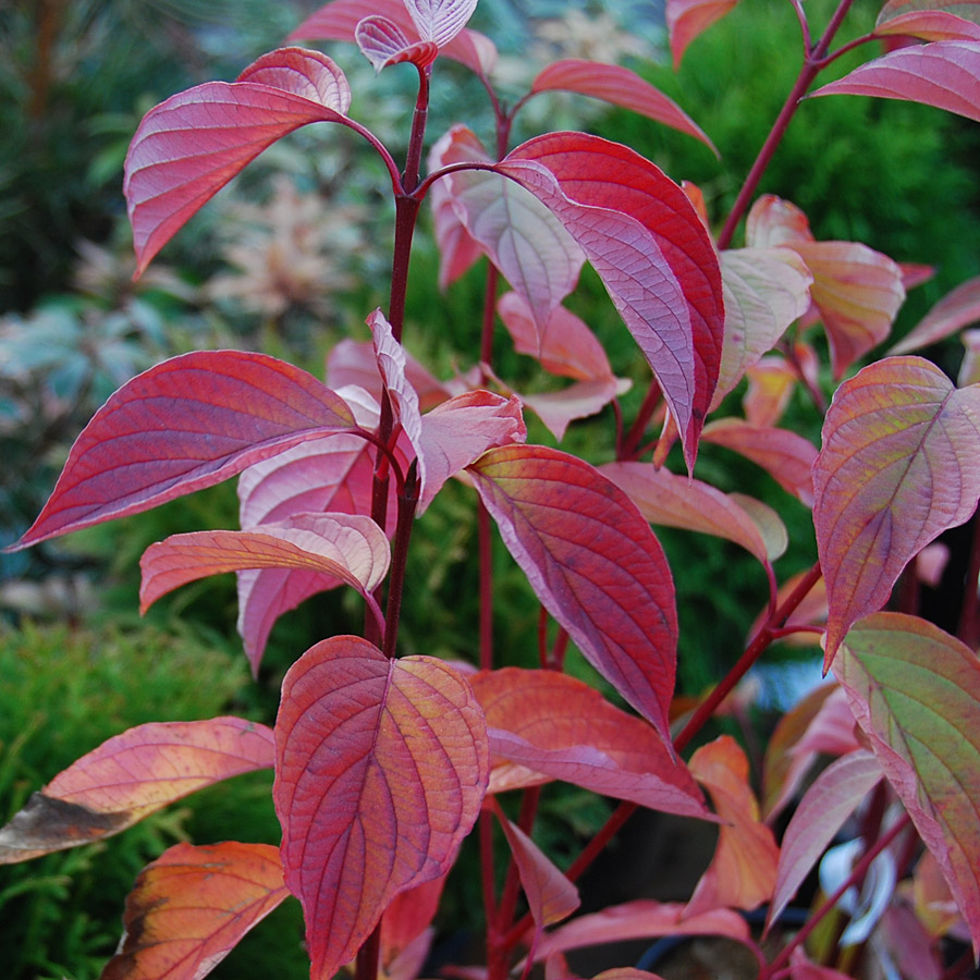 Cornus sericea 'Kelseyi' 