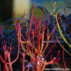 Cornus sericea 'Cardinal'