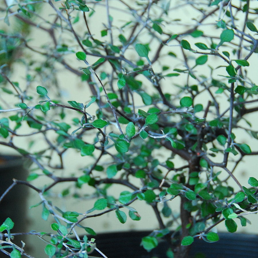 Corokia cotoneaster