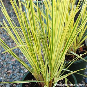 Cortaderia selloana aureolineata