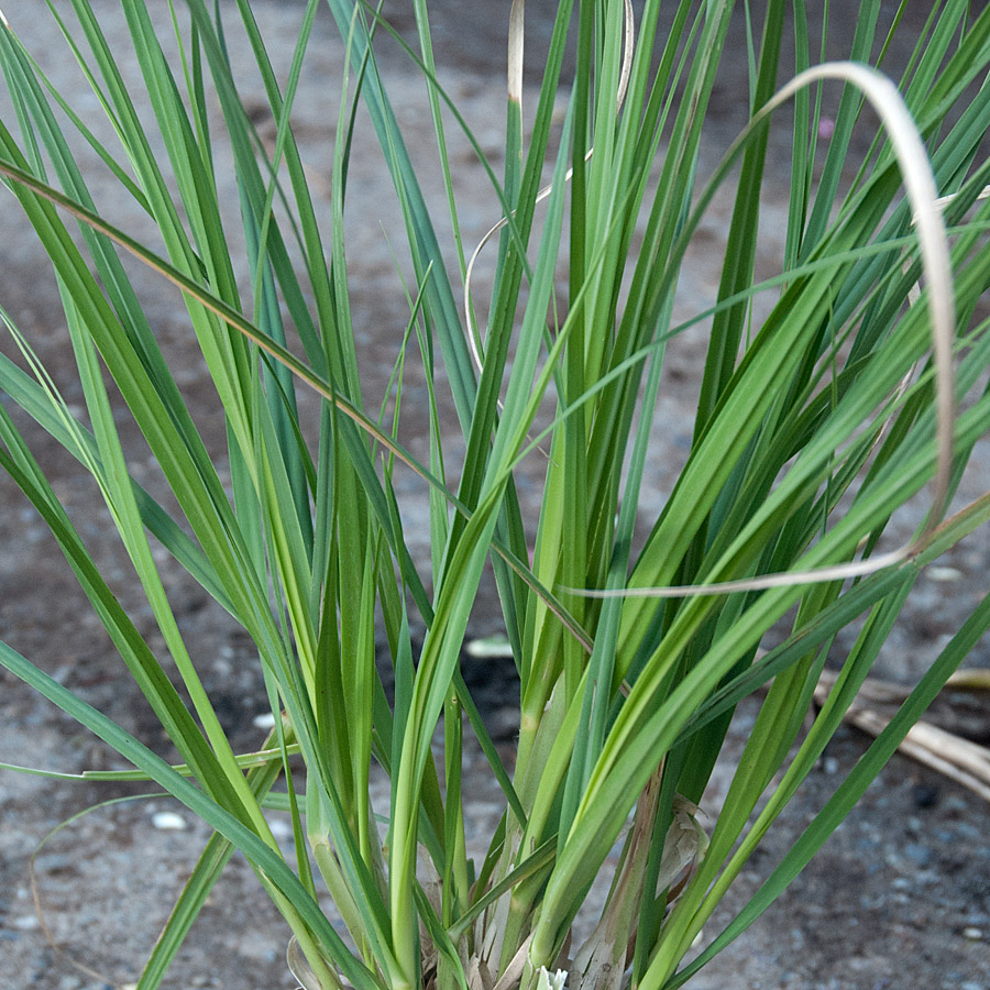 Cortaderia 'Ivory Feathers'