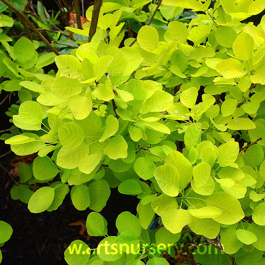 Cotinus coggygria 'Golden Spirit' - Tree Form