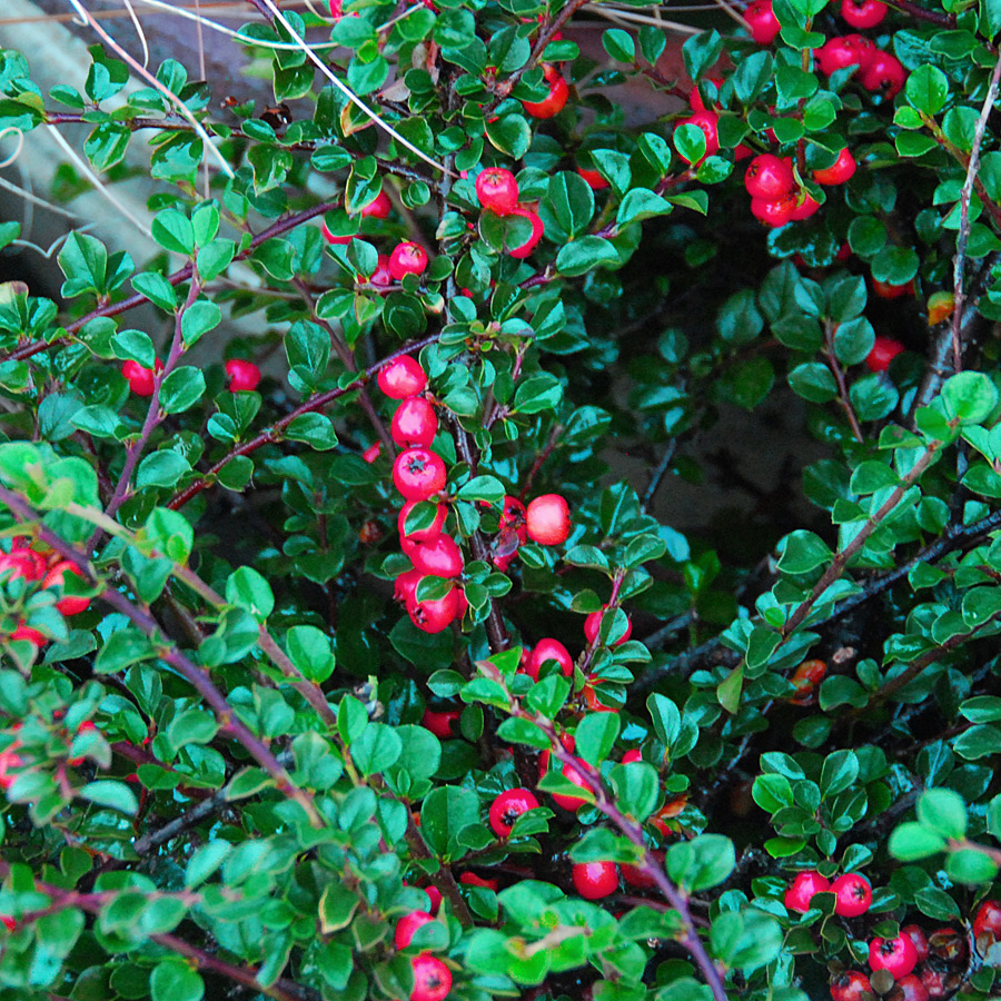 Cotoneaster apiculatis