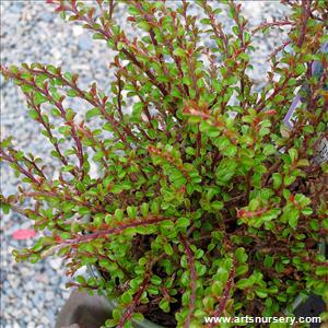 Cotoneaster apiculatus 'Tom Thumb'