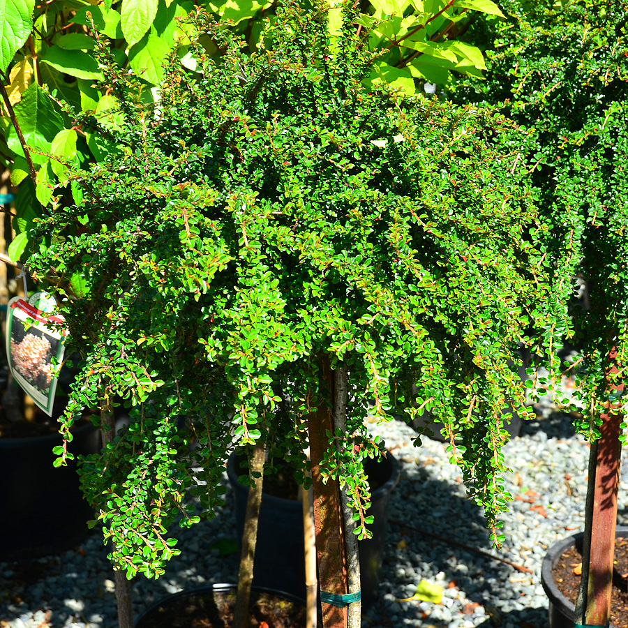 Cotoneaster apiculatus 'Tom Thumb'