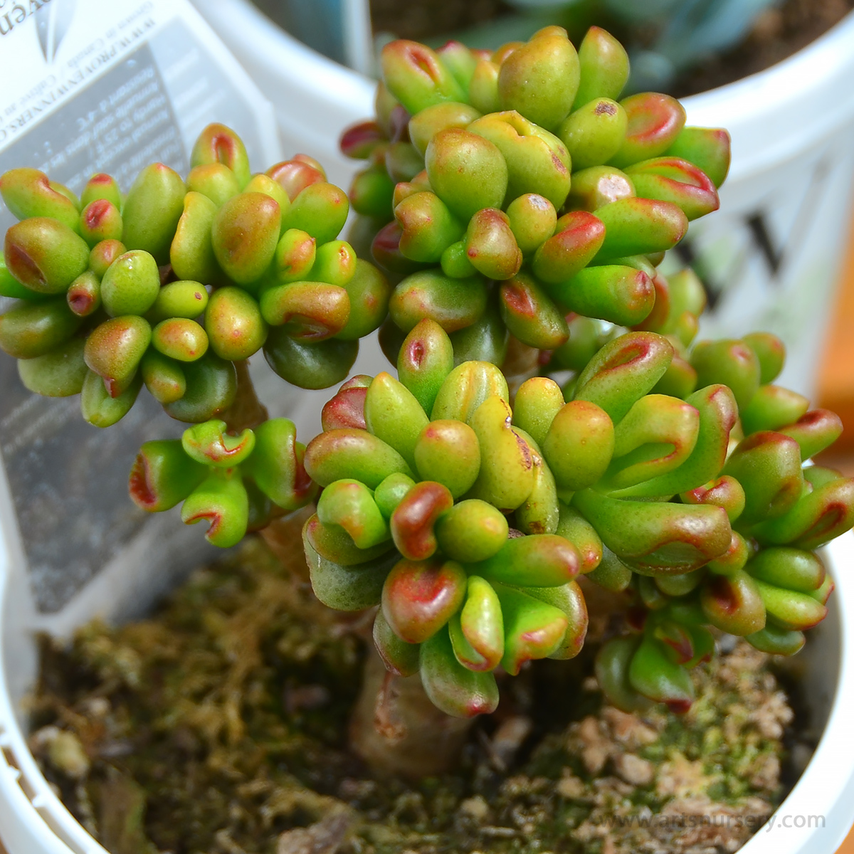 Crassula 'Hobbit'