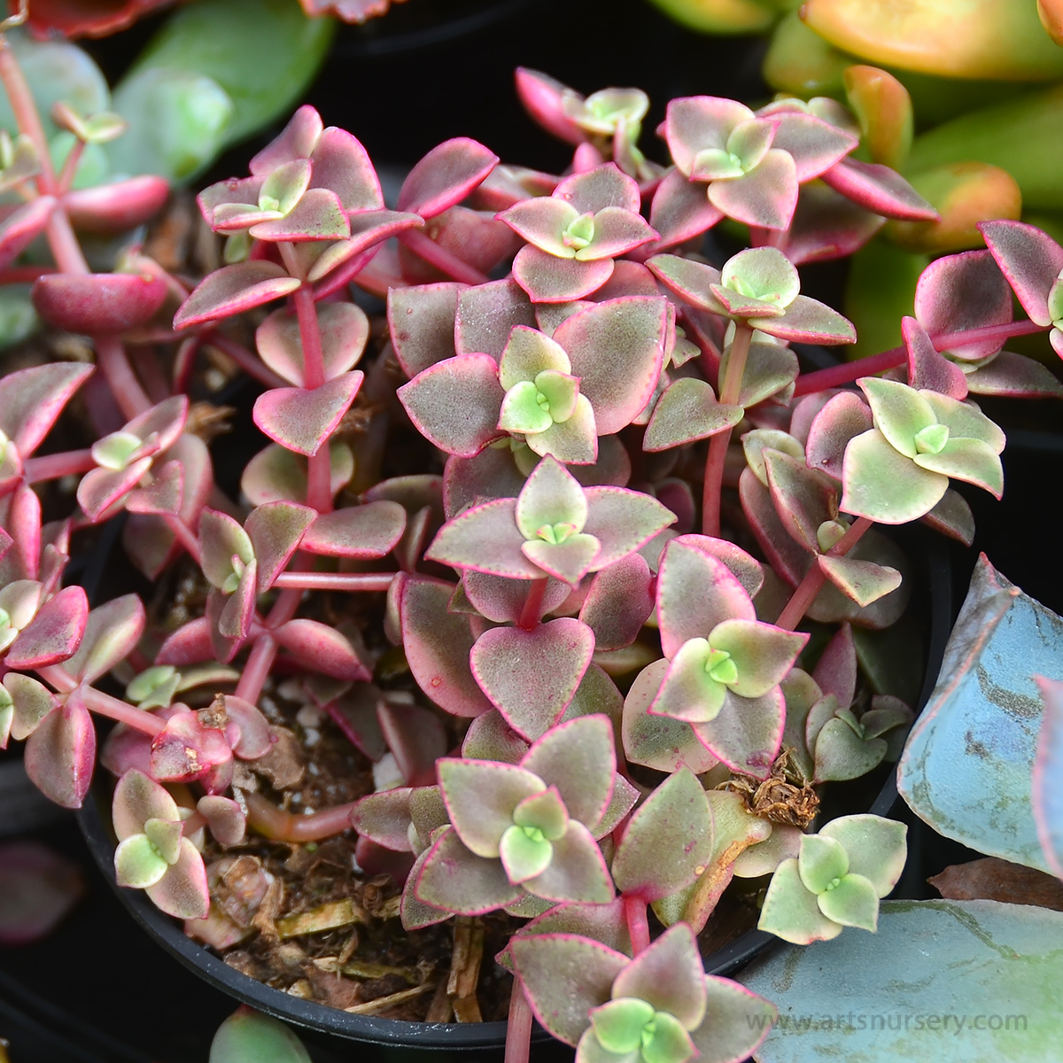 Crassula marginalis rubra 'Variegata'