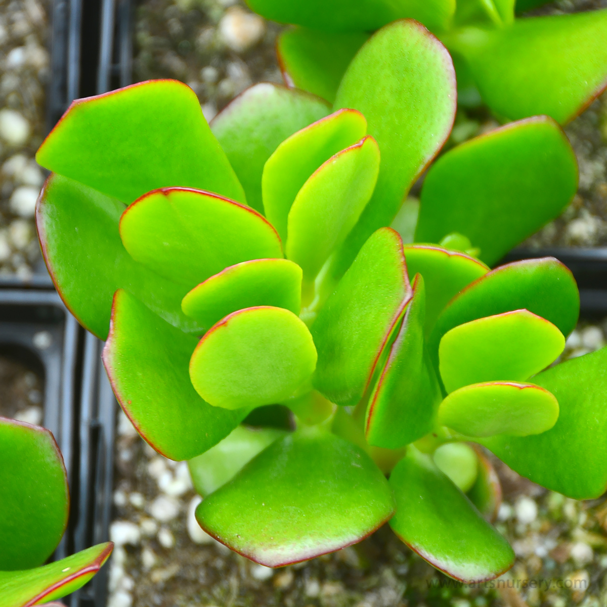 Crassula radicans