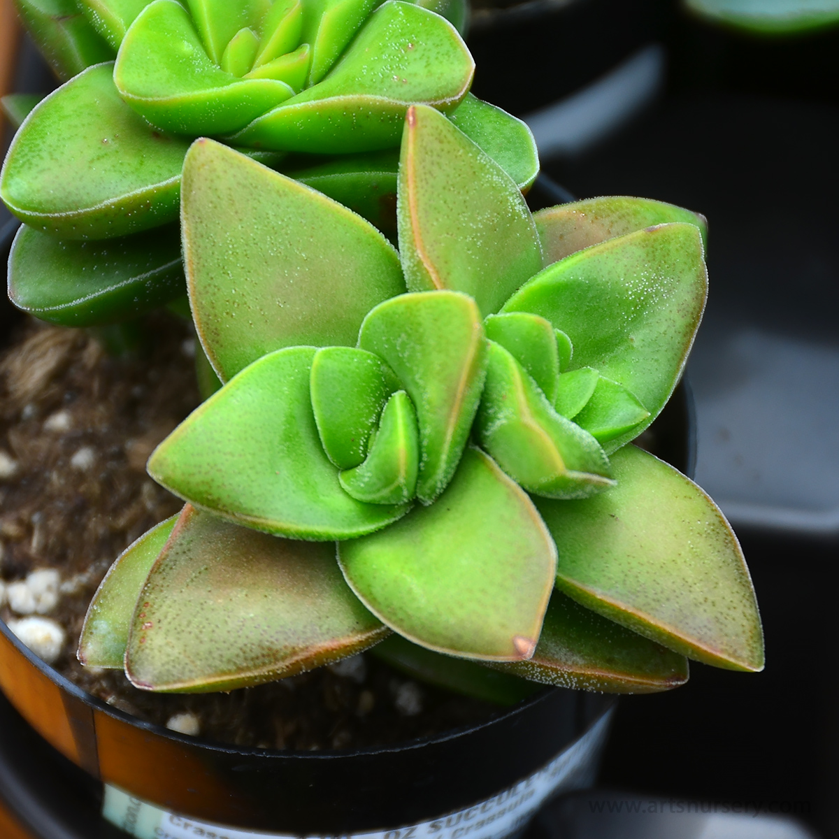 Crassula 'Springtime'