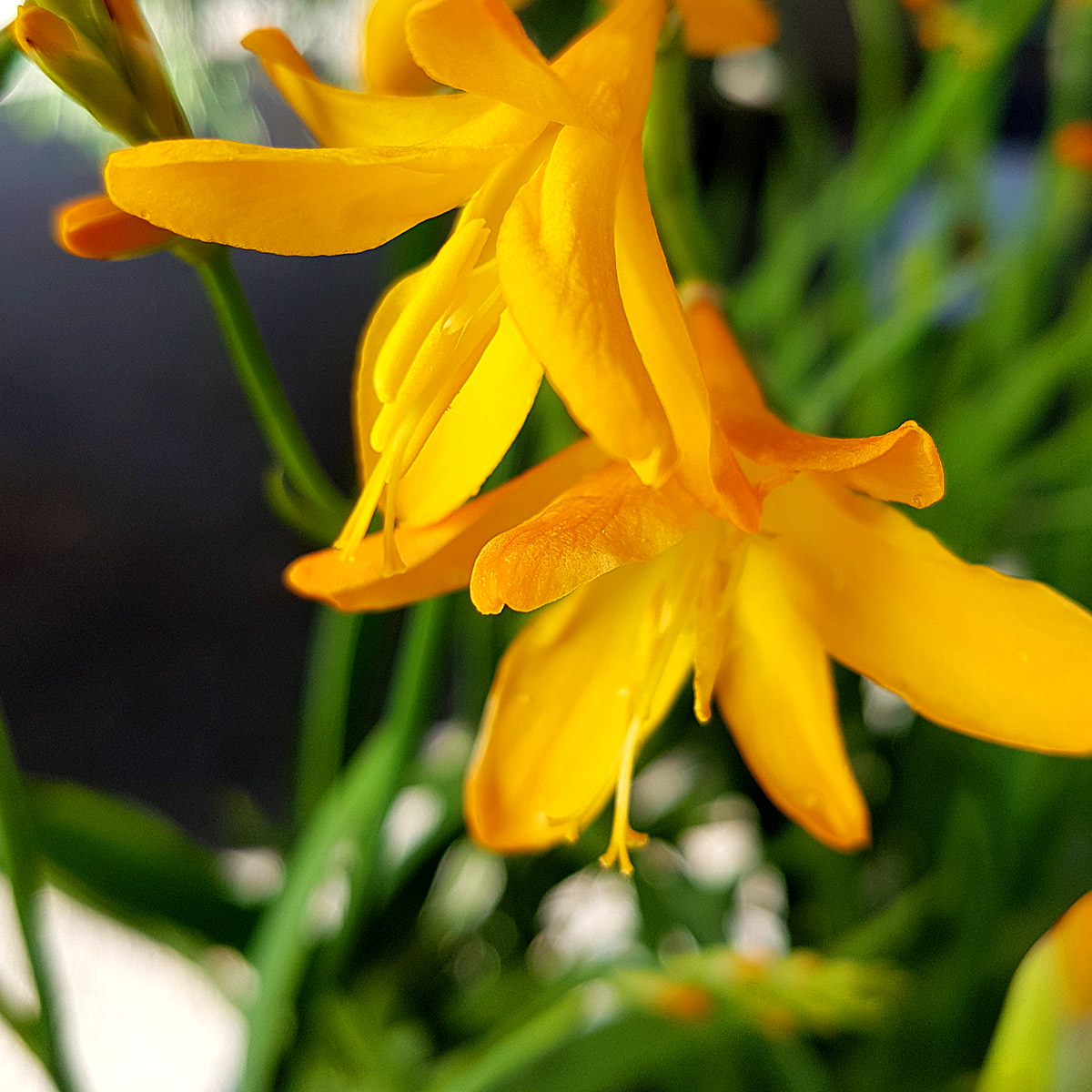 Crocosmia 'George Davidson' 