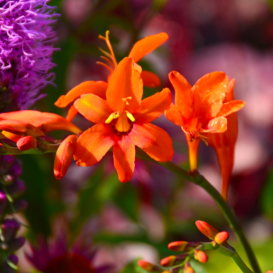 Crocosmia 'Orange Lucifer'