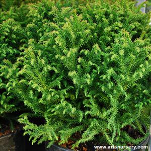 Cryptomeria japonica 'Hino'