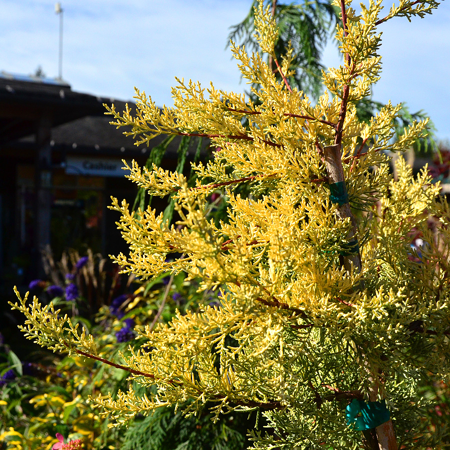 Cupressus glabra 'Sulphurea' 