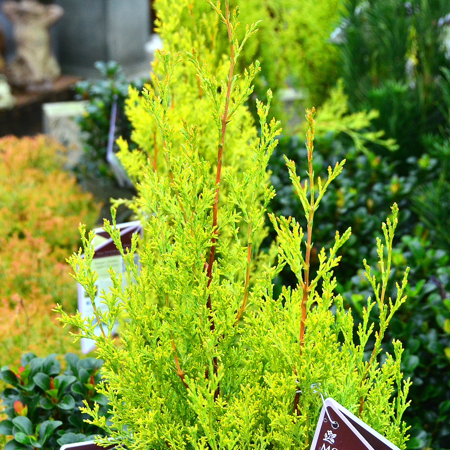 cupressus_sempervirens_swanesgolden.jpg