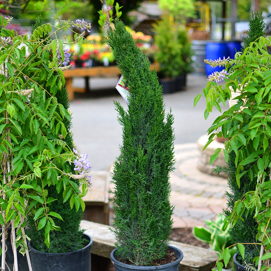 Cupressus sempervirens glauca 