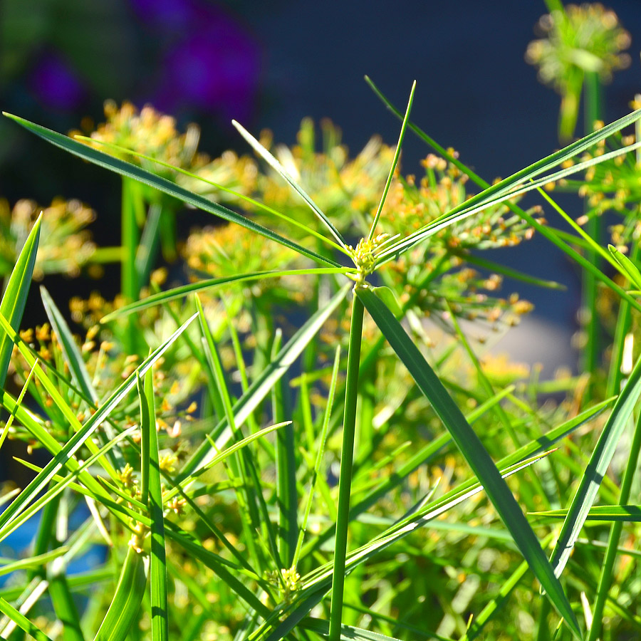 Cyperus alternifolius