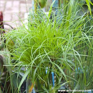 Cyperus percamenthus