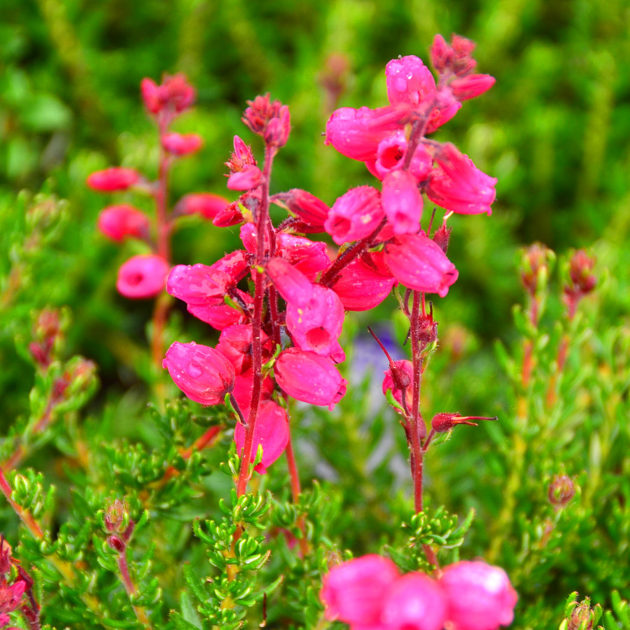 Daboecia cantabrica 'Amelie'