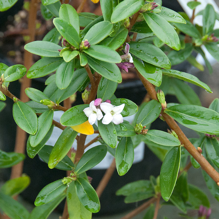 Daphne tangutica