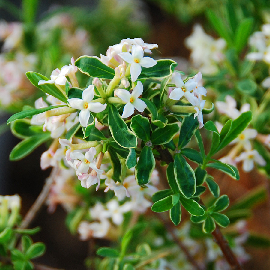 Daphne burkwoodii 'Carol Mackie'