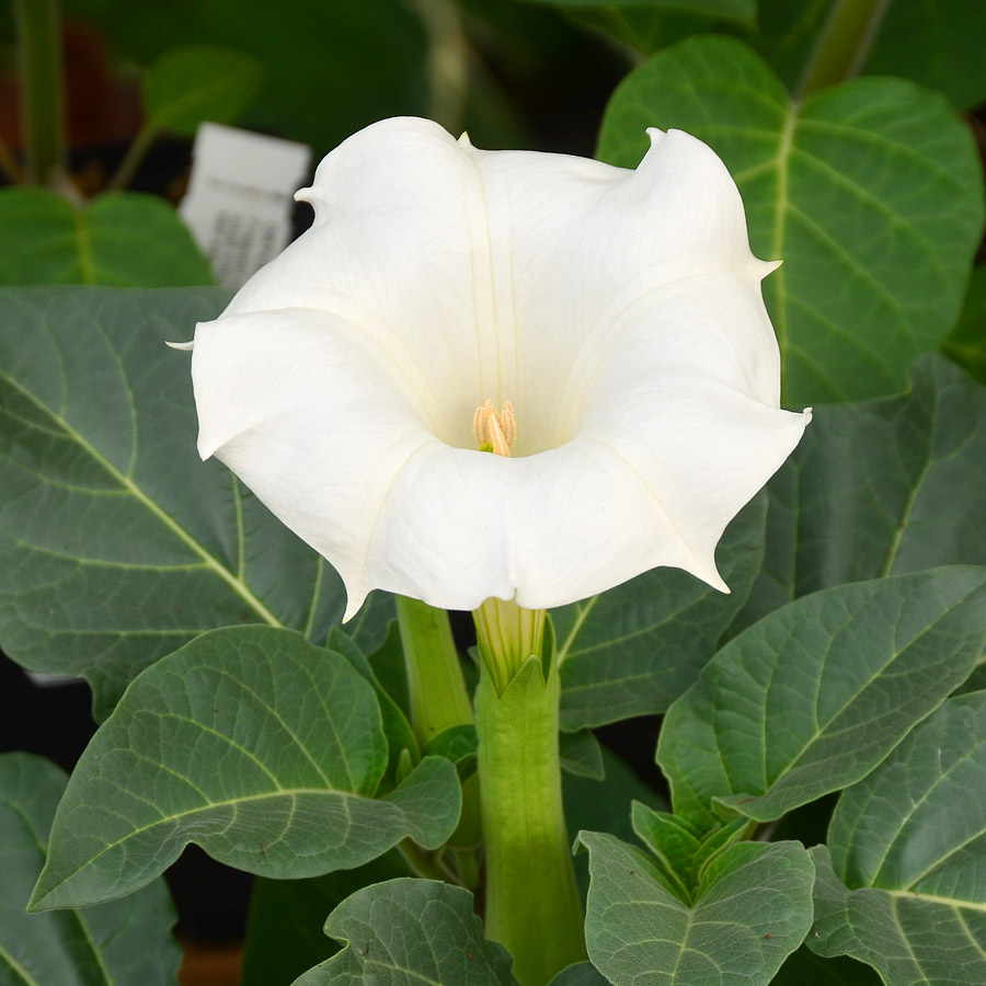 Datura White At Arts Nursery 