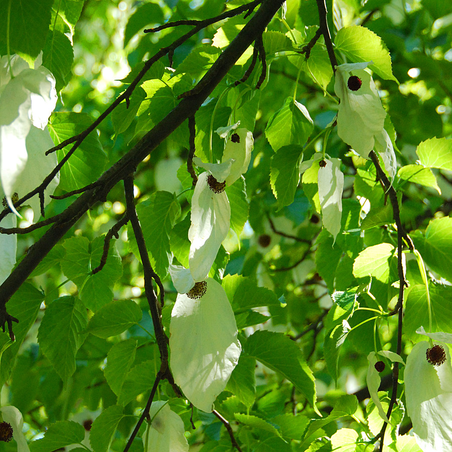 Davidia involucrata 'Sonoma'