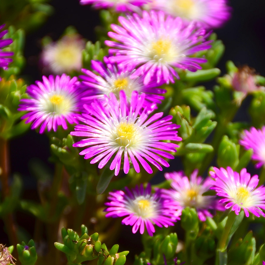 Delosperma 'Violet Wonder'