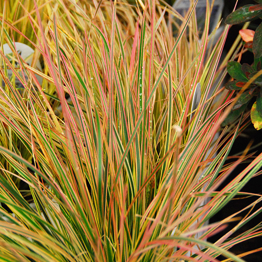 Deschampsia caespitosa 'Northern Lights'